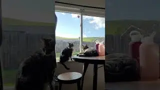 Cat Life #catshorts #catsofyoutube #kitties #kittiesofyoutube #catlife #catlifegoals
