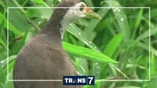 DUNIA BINATANG - SI KICAU JAGOANKU DARI NTB (31/8/16) 3-1
