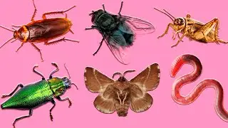 Learn Insects | Learn Name and Sounds of Insects for Kids in English