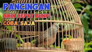 Perkutut Lokal Gacor Cukup 3 Detik Burung Perkutut Anda Langsung Nyaut