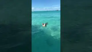 Swim with Pigs in Bahamas