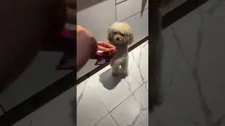 INABA CHURU BEE  и ваш любимец готов на все