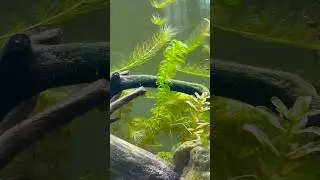 First fights Enneacanthus chaetodon (Blackbanded sunfish) #sand #juwel #freshwateraquarium