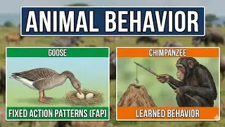 FAP and LEARNED BEHAVIOR | Animal Behavior | Explained | Easy concepts | #biology  #zoology #biology