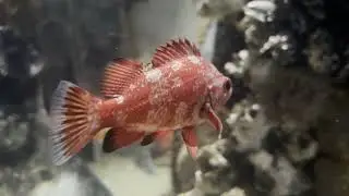 Rockfish (Vermilion rockfish, rocote bermejo, sebastes miniatus) with original music.