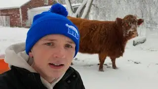 Животные на ферме впервые увидели снег!