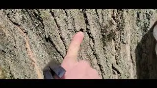 Pulling Spiles at the End of Maple Syrup Season
