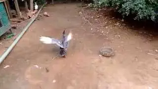 Patos tentando voar