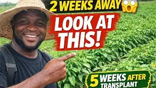 I Returned After 2 Weeks Away&hellip; Look at My Pepper Farm at 5 Weeks