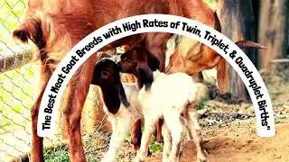 The Best Meat Goat Breeds with High Rates of Twins, Triplets, & Quadruplets Births