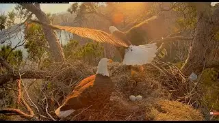 KNF Bald Eagle -bielik amerykański -  zmiana 🥚🥚Alex II &  Andria III  2026 01 16