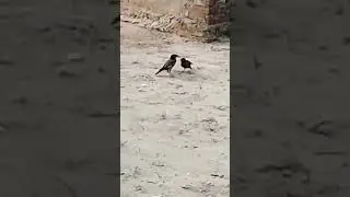 New#video#bikhari#kalan#chakwal#