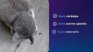 D&eacute;couvrez la nouvelle friandise dentaire pour votre CHAT - DENTACTIV par Vetocanis