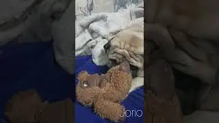 Jorio#любиммягкиеигрухи#home#времяпоиграться#gooddog#отдых#