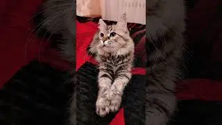 Стетхем шутит 😻😹 #мурка #cat #красиваякошка #видосыоткота #моякошка #видосыоткота #котики #cute