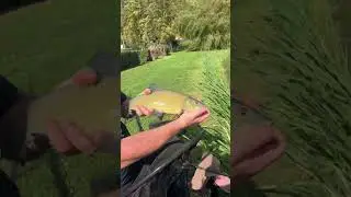 Tinca tinca #feederfishing #tinca