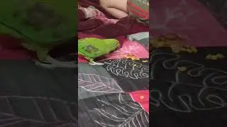 SUPPORT This Adorable Parrot Now!