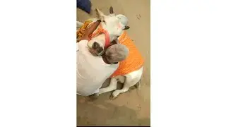 jai gaumata vlogs