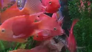 Gold Fish