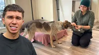 We Needed Professional Help to Save This Dog