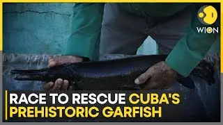Cuban Scientists Race Against Time to Save Fish as Old as the Dinosaurs | WION
