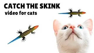 SKINK HUNT!  Intense Cat Game for Hours of Fun | (For Cats Only)