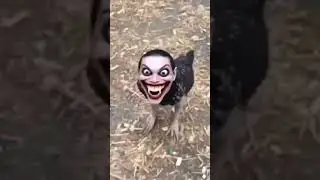 They are shocked with zombie chicken 🐔🐓🐤#shorts #viralvideo #trendingvideo #fannyvideo