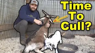 Momma Goat Update! Is It Time to CULL Her?