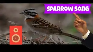 Song Sparrow