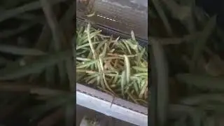 máquina para debulhar feijão verde e muito boa se inscreva-se