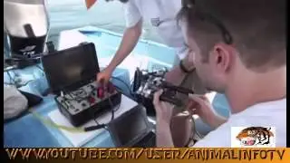 Giant Squid Attacks Diver Nature Documentary