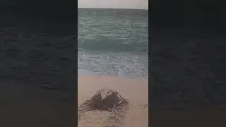 Andaman and Nicobar