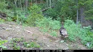 Merriam's turkey hens and poults