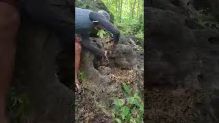 the kids are all out #nature #animals #fyp #shortsviral #shorts #amzing