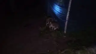 Fight!!!! cat fight!!!! two stray cat fights at night in my village