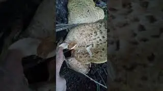 Unknown Fungi