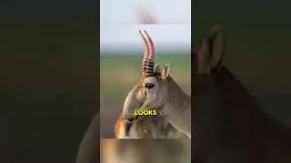 That Nose Is Real! &ndash; Saiga Antelope Animal Facts