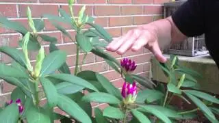 Rhododendron: Care & Pruning
