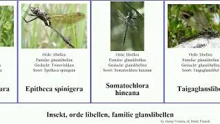 Insekt, orde libellen, familie glanslibellen insect Epitheca Toendraglanslibel cynosura spinigera