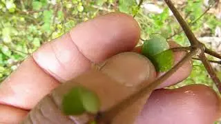 Melicope simplex - a native divaricating shrub