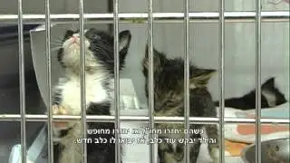 חיות אדם- סרט מתכונת 2013