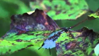 Caterpillar Takes a Walk