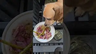 Minion gets a birthday meal!  #narrowayhomestead #theoneandonlyminion #happybirthday #farmdog