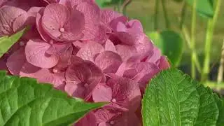 【 Happy Gardening 18 】Hydrangea； 绣球花