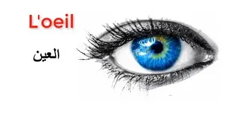 تعلم اللغة الفرنسية من الصفر: أعضاء الجسم باللغة الفرنسية / Les parties du corps en français