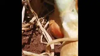 بصل بودربالة من أجل فلاحة مستدامة من ضيعت مكركب