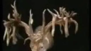 Hole in the Horn - Legendary Whitetails
