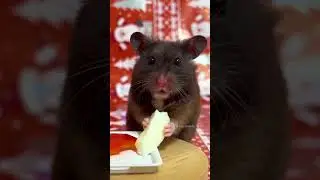 Christmas dinner for my cute hamster 🥰🐹🎄 #shorts #hamster #cutehamster