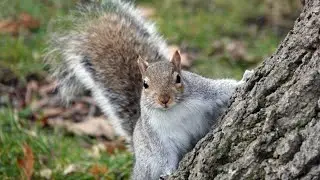 Squirrel Barking Noises Video | Squirrel Sound By Kingdom Of Awais