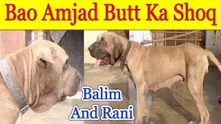 Top of Pakistan Bully Dog Breed Lahore Bloodlane By Pakistani Dog Balam @Nafa TV HD
